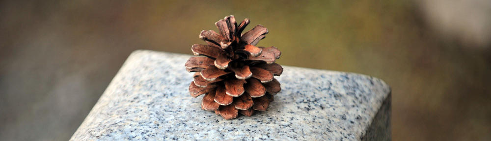 craquedaporrada